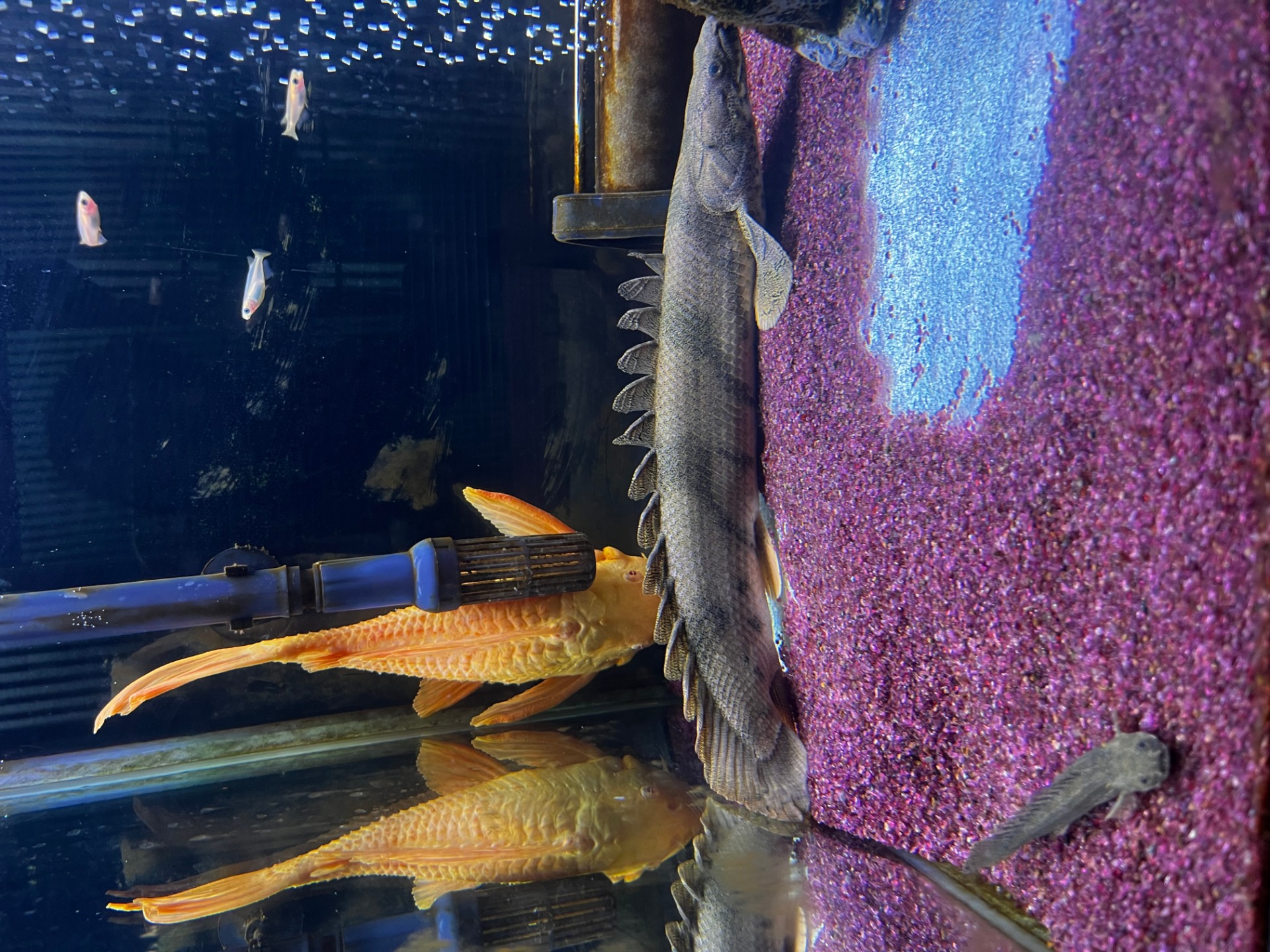 プレコ　ポリエステル